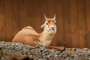 foto van een Blackbuck