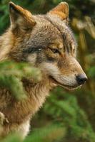 foto van een grijs wolf