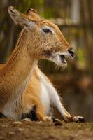 foto van een lechwe