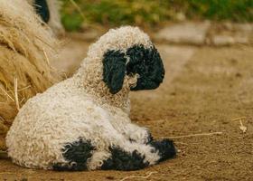 Wallis zwarte neus schapen foto