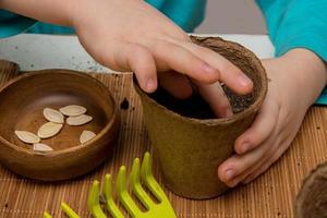 kind aanplant pompoen zaden in een turf pot, aanplant zaailingen foto