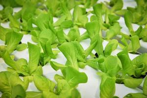 groente hydrocultuur systeem jong en vers groen cos sla salade groeit tuin hydrocultuur boerderij foto