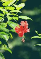 hibiscus bloem rood bloeiend in de tuin Aan natuur groen achtergrond tropisch bloem fabriek foto