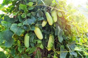 fruit van lvy kalebas fabriek Aan Liaan boom in de groente tuin coccinia grandis foto