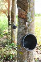rubber plantage met pot Aan boom wacht voor geoogst rauw latex van natuur Aan rubber veld- foto