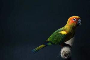 zon conure papegaai of vogel mooi is aratinga zwart achtergrond foto