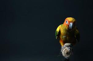 zon conure papegaai of vogel mooi is aratinga zwart achtergrond foto