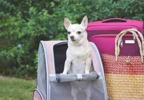 bruin kort haar- chihuahua hond staand in huisdier vervoerder rugzak Aan groen gras met reizen accessoires, roze bagage en geweven tas. foto