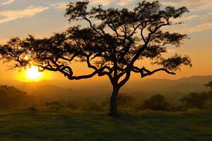 silhouet van acacia bomen Bij een dramatisch zonsondergang in Afrika. foto