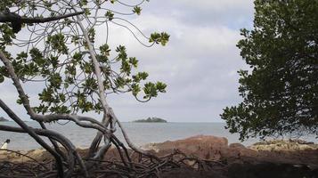 mangrove bomen en schaduwrijk rotsachtig stranden met zee achtergrond. foto