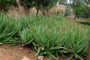 plantage van geneeskrachtig aloë vera planten groeit in boerderij. aloë vera is nuttig fabriek voor huid en haar- zorg, gebruikt in schoonheidsmiddelen en alternatief geneeskunde foto