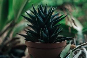 groene bladeren achtergrond foto