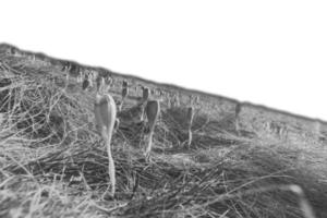 platteland helling met droog gras en krokus bloemen geïsoleerd jpg hand- getrokken schetsen stijl foto