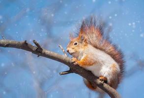 rood eekhoorn zittend Aan een boom Afdeling in winter Woud en knabbelen zaden Aan sneeuw gedekt bomen achtergrond. foto