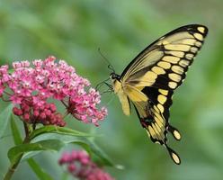 reusachtig zwaluwstaart vlinder Aan moeras kroontjeskruid bloemen foto