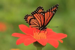 onderkoning vlinder Aan Mexicaans zonnebloem foto