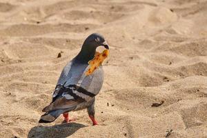 rots duif met ogen Gesloten swinging voedsel naar scheur uit een stuk Aan pompano strand foto