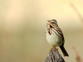 lied mus neergestreken in vroeg ochtend- het zingen foto