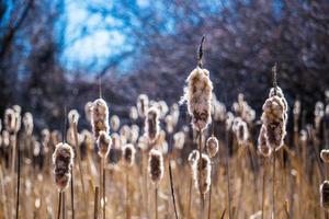 de cattail vijver foto