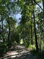 zomer dag, groen. de rivier- bank, de weg naar de Woud. foto