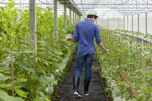 aziatische lokale boer die zijn eigen groene eikensla in de kas verbouwt met behulp van hydrocultuur watersysteem biologische benadering voor familiebedrijf en er een paar plukt voor verkoop foto