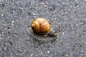 grote tuinslak in schelp kruipend op natte weg, haast je naar huis foto