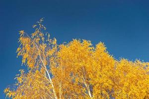 fotografie Aan thema groot mooi herfst berk boom Aan achtergrond helder lucht foto