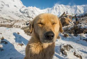 schattig hond Aan Annapurna baseren kamp, Nepal. foto