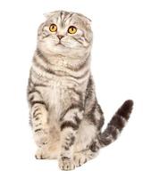 scottish fold cat foto