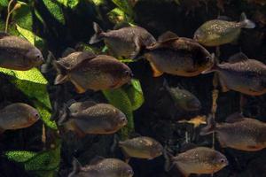 groep van piranha's drijvend in een aquarium foto