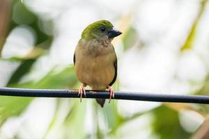 de pin staart papegaaivink erythrura prasina is een gemeenschappelijk soorten van estrildid vink gevonden in zuidoosten Azië foto