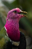 de roze kop fruit duif ptilinopus porfyreus ook bekend net zo roze nek fruit duif of van temminck fruit duif, is een klein kleurrijk duif foto