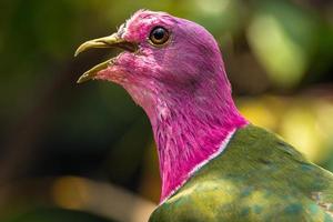 de roze kop fruit duif ptilinopus porfyreus ook bekend net zo roze nek fruit duif of van temminck fruit duif, is een klein kleurrijk duif foto