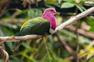 de roze kop fruit duif ptilinopus porfyreus ook bekend net zo roze nek fruit duif of van temminck fruit duif, is een klein kleurrijk duif foto