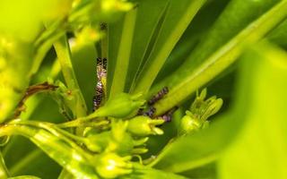 klein kleurrijk krekels Aan groen bladeren van een fabriek Mexico. foto