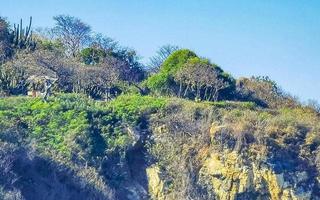 berg panorama kliffen rotsen heuvelachtig tropisch landschap puerto escondido Mexico. foto