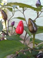 rood en Purper Chili paprika's Aan de boom in tuin. foto