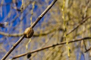 een Gesloten peul van droog bidsprinkhaan eieren gehecht naar een droog wilg Afdeling. foto