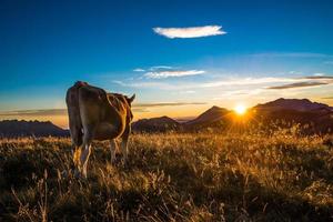 koe eten op een berg bij zonsondergang foto