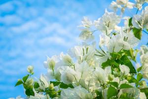 mooi bougainville, wit bougainvillea bloemen, wit bloemen kijken Leuk vinden papier, selectief punt, gebruik behang, foto