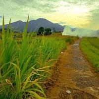 foto van groen rijst- velden met Doorzichtig lucht