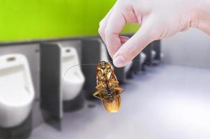 hand- Holding kakkerlak Aan Mannen kamer urinoirs kwijting van verspilling van de lichaam, mannen Toiletten, elimineren kakkerlak in toilet foto