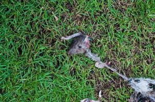 verrot dood Rat had gegeten door vliegt Aan gras achtergrond, vlieg fokken en voortplanting Aan het. het dood door katten, dood Rat, een Rat bugs eten foto