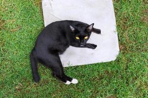 schattig zwart kat aan het liegen Aan groen gras gazon, boven visie foto