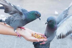 duif aan het eten van vrouw hand- Aan de parkeren, voeren duiven in de park Bij de dag tijd foto