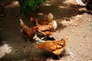 moeder kippen kip Aan een boerderij, reeks kippen Aan biologisch boerderij foto