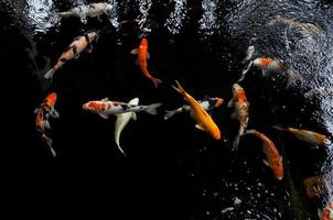 koi zwemmen in een water tuin, kleurrijk koi vis, details van kleurrijk Japans karper vis zwemmen in vijver foto