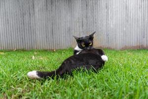 schattig zwart kat aan het liegen Aan groen gras gazon foto