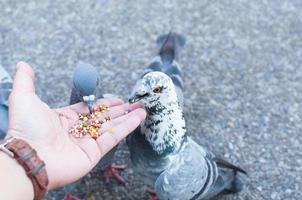 duif aan het eten van vrouw hand- Aan de parkeren, voeren duiven in de park Bij de dag tijd foto
