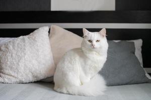 schattig groot wit kat met pluizig staart zittend Aan de bed foto